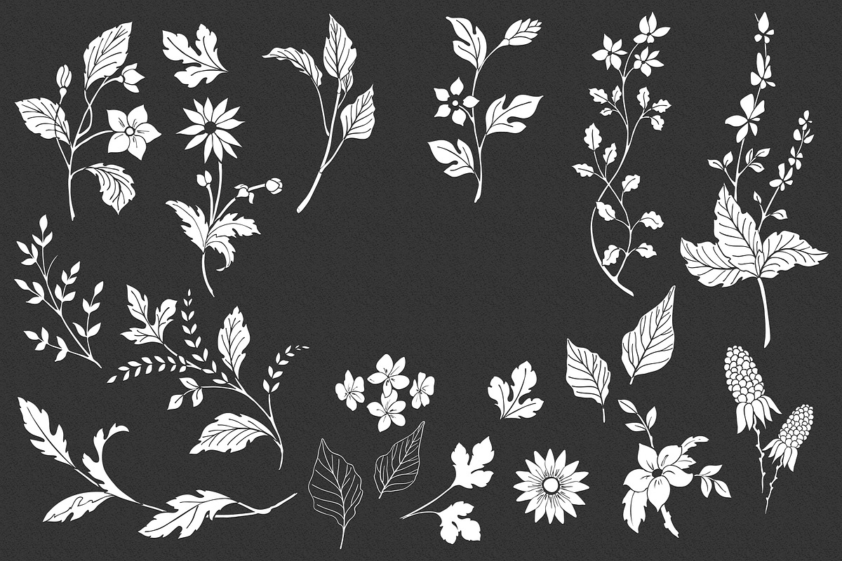 Hand Drawn Botanical Vector Elements, an Illustration by Solana (Photo 2 of 5)