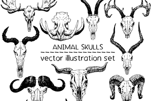 Animal skulls - vector illustrations
