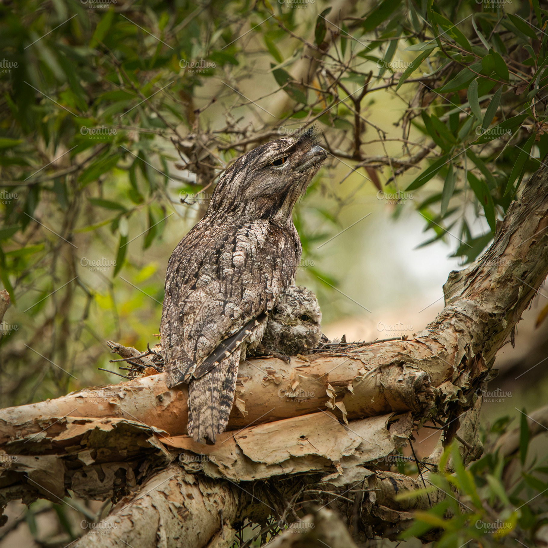 Tawny Frogmouth with Chic, an Animal Photo by Rob D Animal Photography
