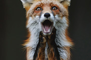 236 surprised animals, an Animal Photo by Handmadefont (Thumbnail 52 of 241)