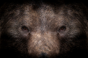 Bear portrait on a black background. View from the darkness, an Animal Photo by Byrdyak