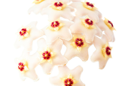 White flowers Hoya Carnosa
