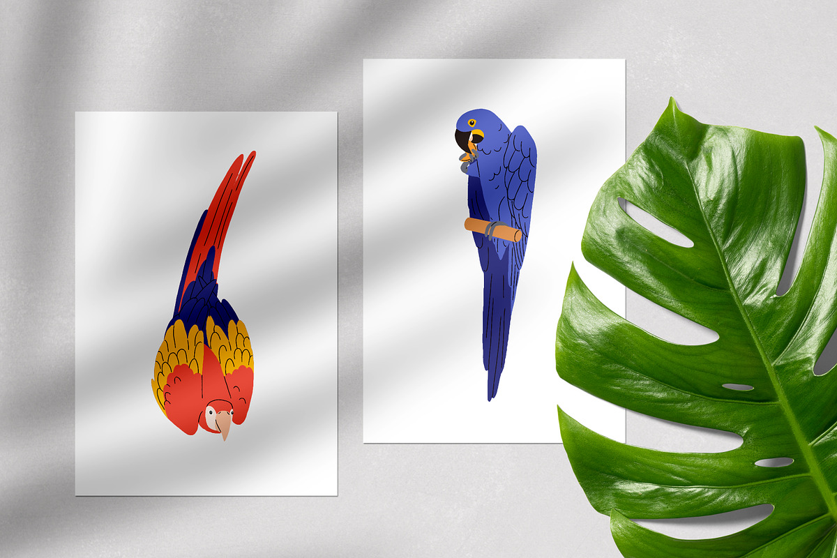 Tropical jungle parrot birds set, an Animal Illustration by Good Studio (Photo 4 of 5)