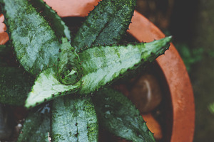 Closeup Aloe in Terracotta Pot Photo, a Nature Photo by René Jordaan Photography