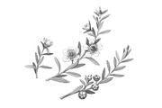 Manuka Pencil Drawing, a Healthcare Illustration by Anna Repp Illustration (Thumbnail 1 of 4)