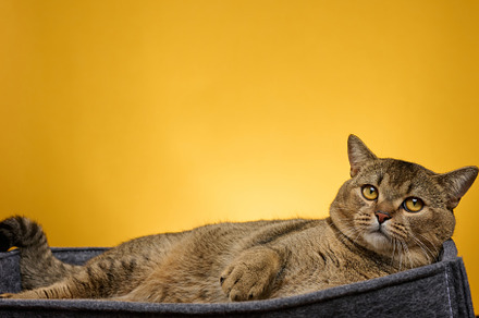 an adult cat lies in a gray felt bed on a yellow background. The, an Animal Photo by ndanko