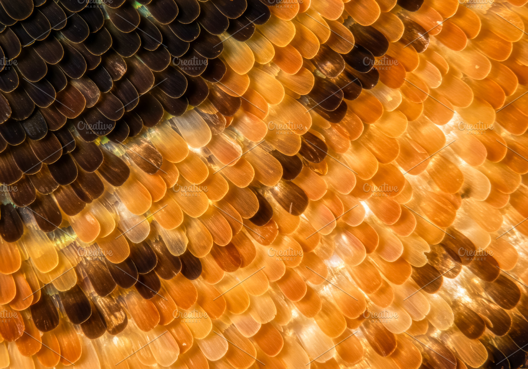 Extreme macro of butterfly wing scal, an Animal Photo by professorinc