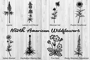 North American Wildflowers Vector