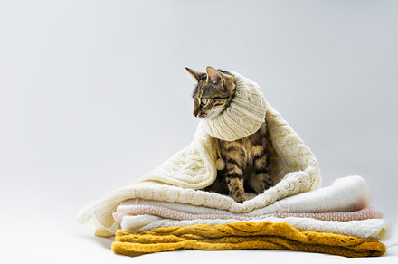 The cat lies on woolen clothes stock photo containing animal and attention