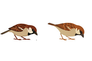 Sparrows foraging on the ground in a, an Animal Photo by ZinetroN