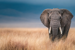 Majestic Elephant in Golden Grasslan, a Photo by Pixeness Studio