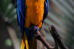 Blue-and-yellow macaw perched on a b, an Animal Photo by Perpis