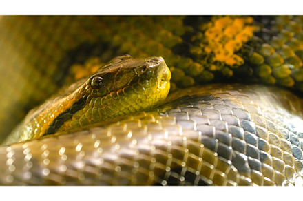 Green anaconda snake resting on its, an Animal Photo by Iván Moreno STOCK PHOTO