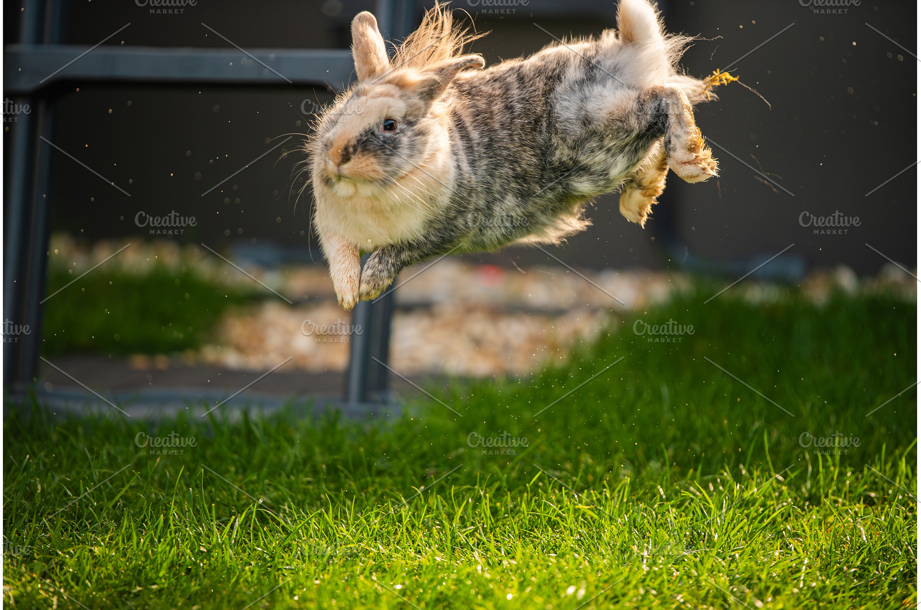 Action Shot of a Fluffy Rabbit, a Nature Photo by MadPhotos