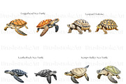 Turtle Illustration Clipart, Turtles, an Animal Illustration by BrushstrokeArtGB (Thumbnail 8 of 9)