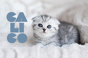 Lococo Font Family, a Font by SmartDesigns (Thumbnail 7 of 8)