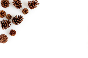 Pine cones stock image stock photo