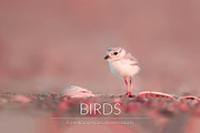 Birds Lr Presets, an Action Add-On by PandoraDreams (Thumbnail 1 of 5)