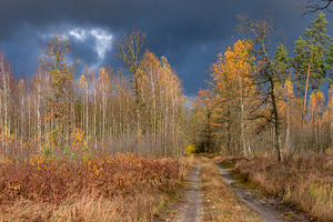 road through an autumn forest. Golden leaves on the trees, a Photo by Pictures for you!!!!!!!!!