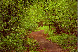 Summer green forest, a Nature Photo by Nature and travel