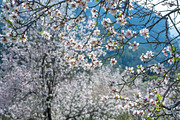 Blossoming almond trees, a Nature Photo by Fruits+Veggies (Thumbnail 17 of 17)