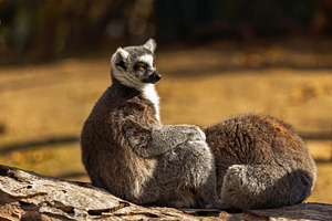 Ring-tailed lemur resting on a log i, an Animal Photo by Perpis