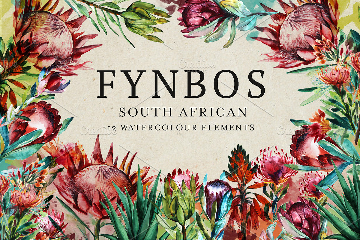 Watercolor Fynbos Flowers, a Decorative Illustration by Karliefie (Photo 1 of 7)