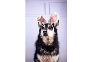 Malamute in Easter bunny ears, an Animal Photo by Yulia Furman