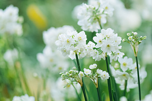 Delicate white narcissus paperwhite flowers blooming in a spring, a Photo by Studio ANNA