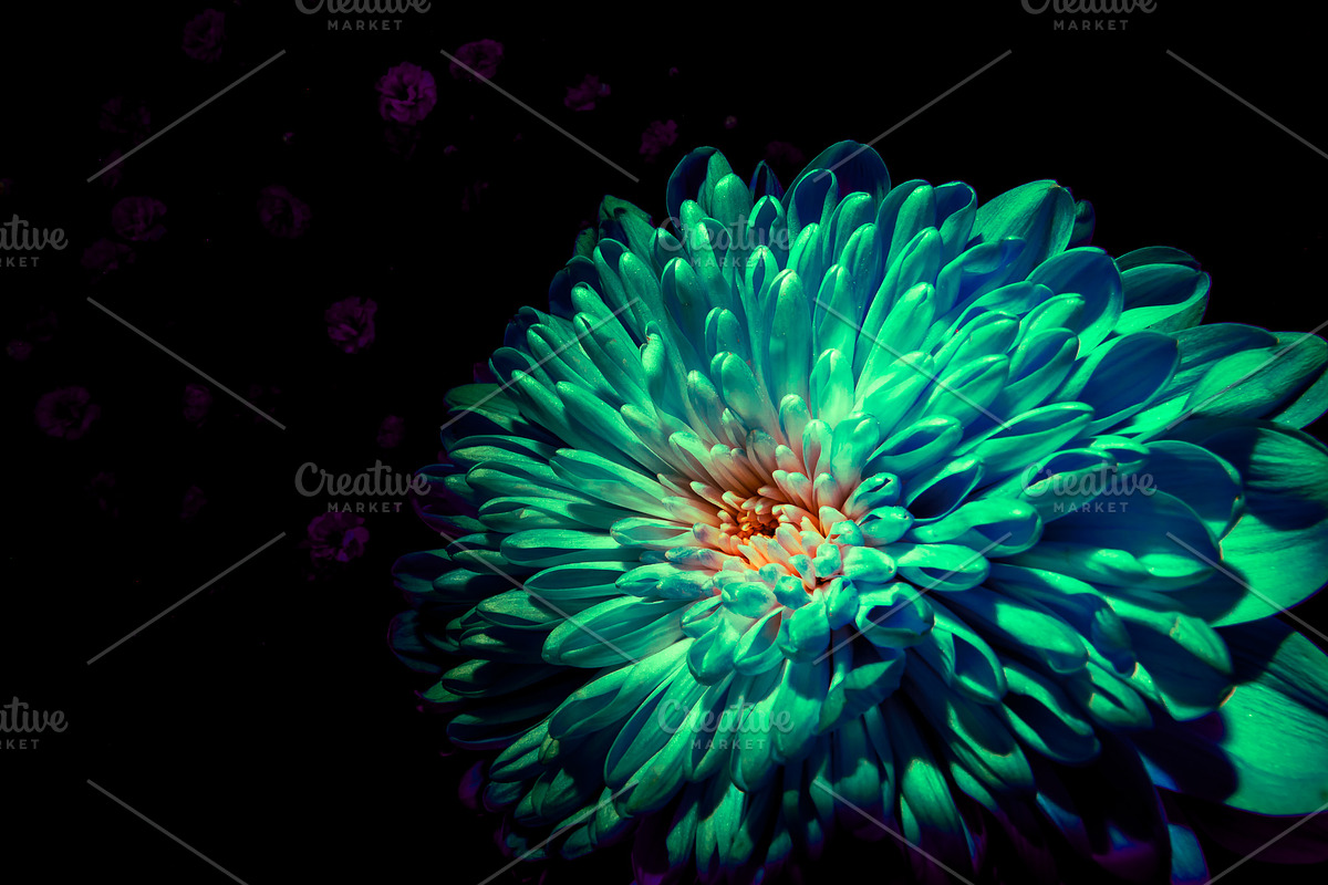 Dark Background Floral Bloom, a Nature Photo by Silent Nature (Photo 9 of 10)