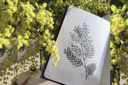 Mimosa. Hand-drawn sketch, an Illustration by Canatic (Thumbnail 4 of 4)