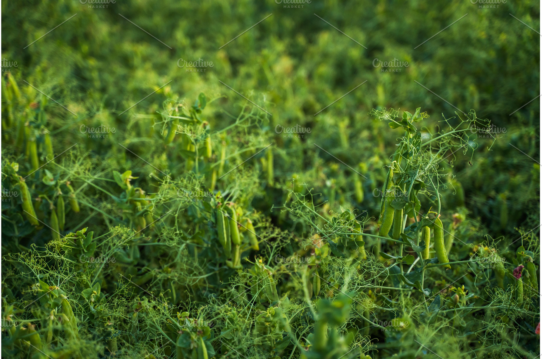 Vibrant green pea plants growing in, a Nature Photo by volodymyrshtun13795