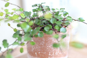 Neutral Collection | Styled Stock, a Business Photo by Chalking Up Stock (Thumbnail 2 of 25)