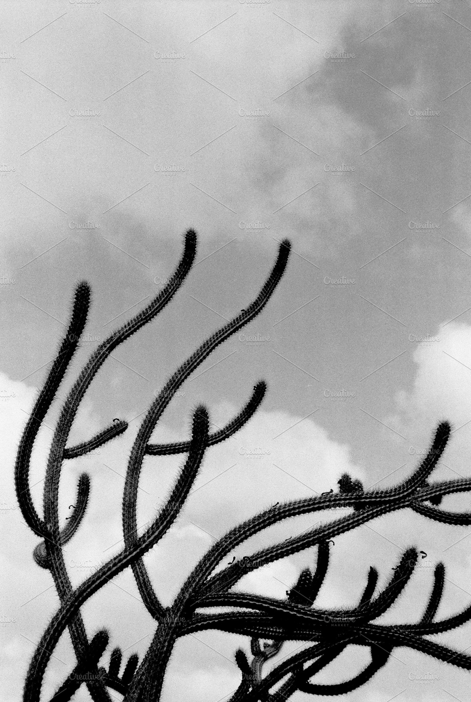 Black and White Cactus Photography, a Nature Photo by beguima