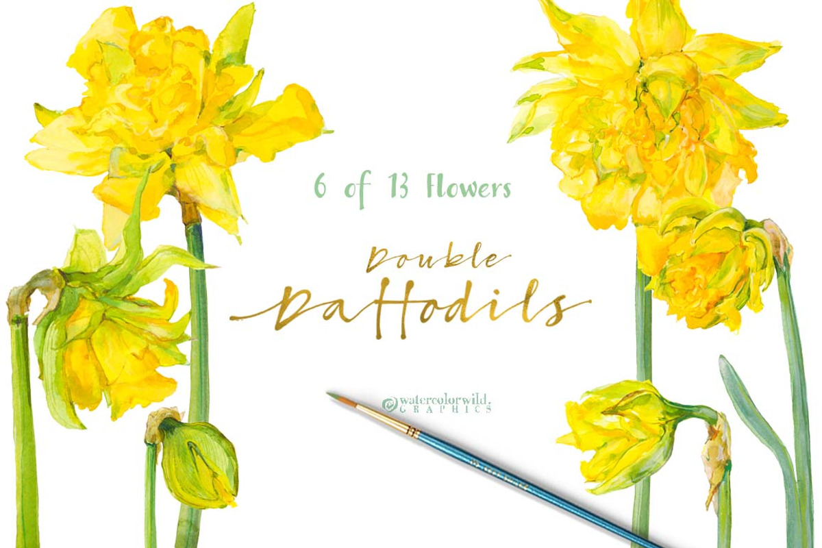 Double Daffodils, an Illustration by watercolorwild.graphics (Photo 3 of 6)