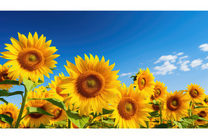 bright sun sky background ai, a Nature Photo by pikepicture