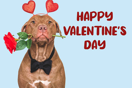 Happy Valentine's Day. Lovable dog and congratulatory inscription