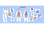 Human body anatomy diagram, a Healthcare Illustration by PaperTrident (Thumbnail 1 of 3)
