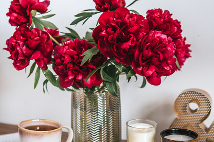 Dark red peonies