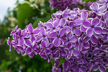 Allium Flowers preview 4