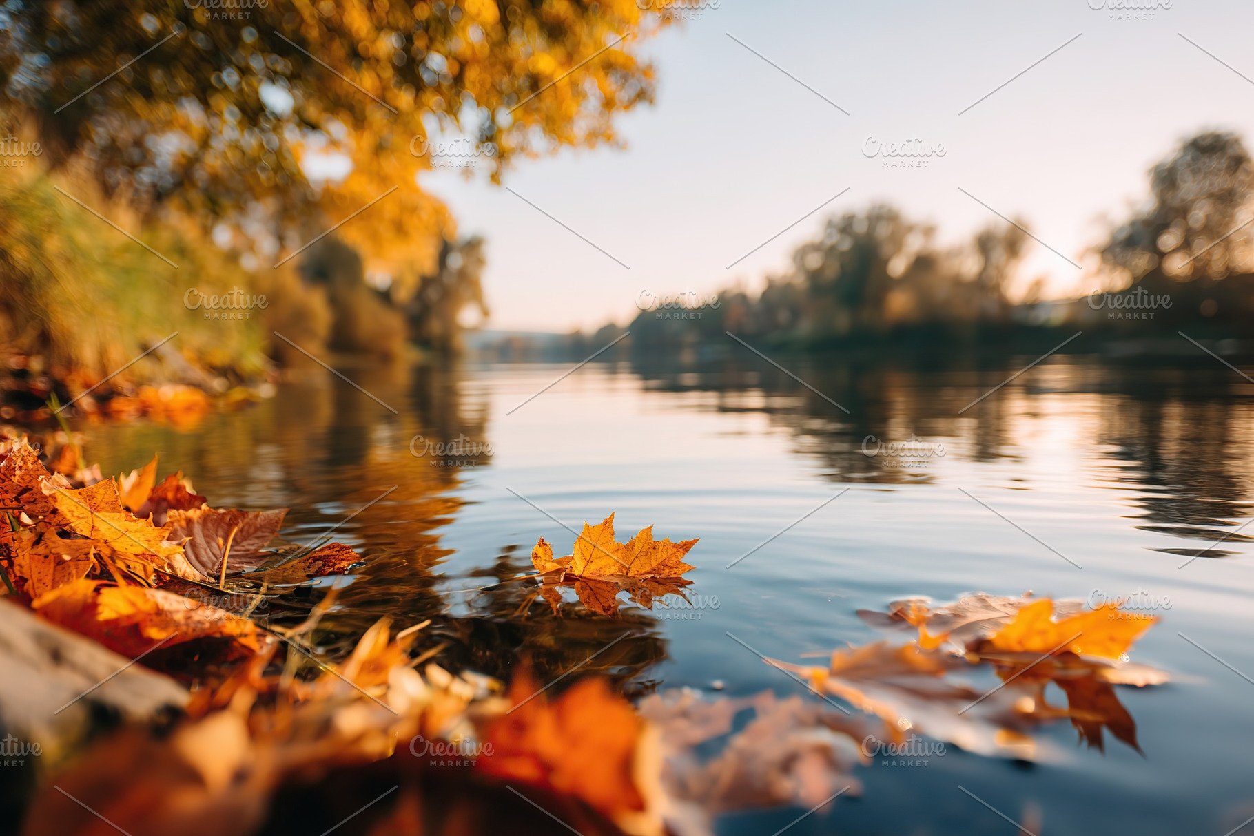 Autumn leaves float serenely on the surface of calm water near a quiet riversid, a Photo by AlyaAnd