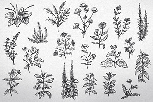Herbal plants
