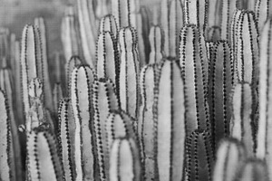 Black & white cacti containing cactus, nature, and photo