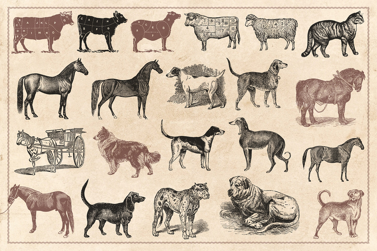 100 Vintage Farm Animals (Vector), an Animal Illustration by Brigantine Designs (Photo 7 of 7)
