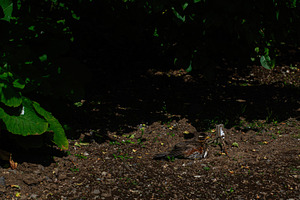 Bird resting on soil under plants in Reykjavik, Iceland, sunny day scenery, a Photo by AS photostudio