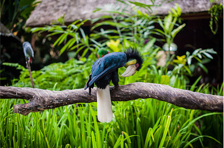 Birds in the museum Blanco, Bali, an Animal Photo by Elizaveta Galitskaya