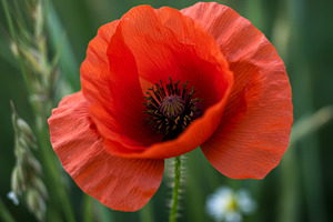 Close-up of a red poppy flower with, a Nature Photo by professorinc