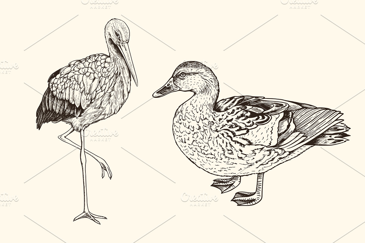Hand Drawn Animals, an Animal Illustration by Artspace (Photo 3 of 6)