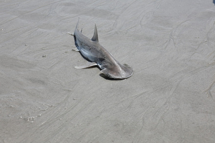 baby hammerhead shark, an Animal Photo by Viktor
