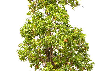 Tree on white background